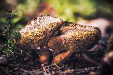 Close-up macro photo of small mushrooms in the dark autumn forest