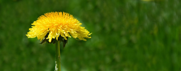 Banner, Einzelne L&ouml;wenzahnbl&uuml;te