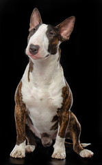 Bullterrier Dog  Isolated  on Black Background in studio