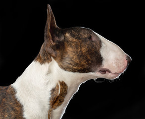 Bullterrier Dog  Isolated  on Black Background in studio
