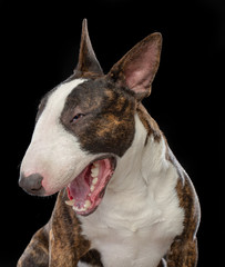 Bullterrier Dog  Isolated  on Black Background in studio