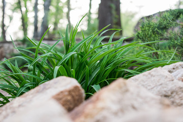 Green fresh vegetation. Like the grass of the lawn, the light grass, next to the big beige stones. Natural design and young living background.