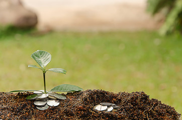hand of a businessman giving coins to trees growing on coins - B