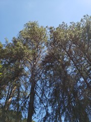 Pinheiro Eucalipto céu azul
