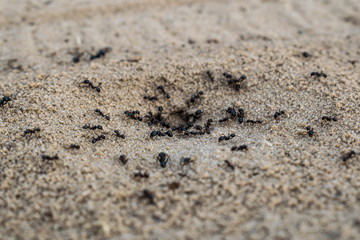 Anthill in the sand. Scaffolding construction of animal origin. Known species of small insects. Brown working-class ants. Spring case of small animals. Natural simple background.