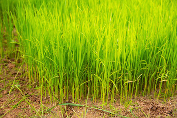 Obraz premium Sapling planting of rice preparations.