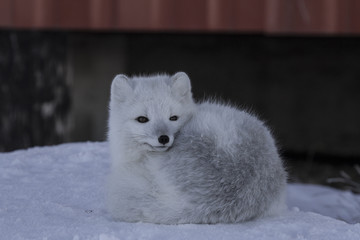 Arctic fox, Vulpes Lagopus, hanging around in snowy spring conditions, Cambridge Bay, Nunavut