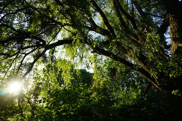 sonnesommersonnenschein