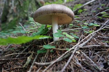 Pilz