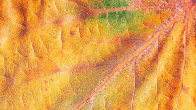 Timelapse of autumn leaf getting yellow, beautiful natural animation, macro close up view.