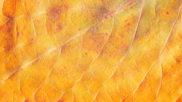 Timelapse of autumn leaf getting yellow, beautiful natural animation, macro close up view.