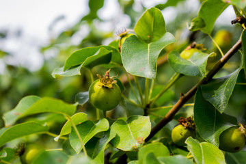 Young fruits of green apples on a tree with bright foliage. Rich and fresh spring background.
