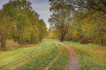 Path with yellow autumn leaves through meadows, fields, forests in the biosphere reserve Spreewald in Germany