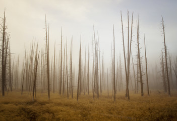 Obraz premium Dead trees in a foggy valley