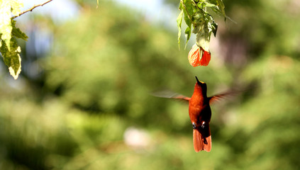Picaflor Macho , Sephanoide Fernandenzis © Germn