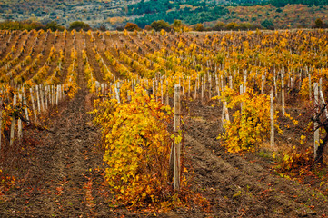 Vineyards in the background of the forest