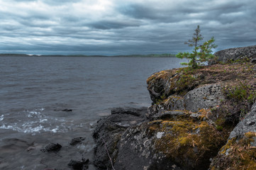 rocks, moss, young pine tree and a northern lake