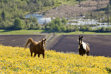 Horses in a field of wild flowers