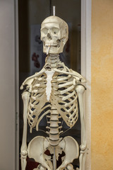 Fototapeta na wymiar Mahnendes Skelett mit Zigarette in Arztpraxis