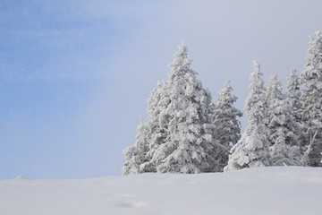 Snow covered trees in the Pacific northwest