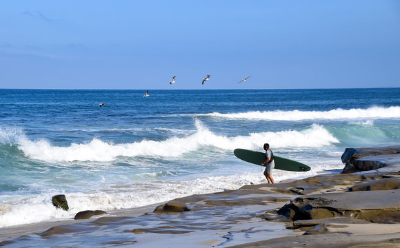 Pelicans Greet a Surfer in La Jola