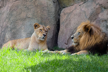 Couple of lions rests in shadow near rocks.
