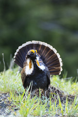 A sooty grouse struting for females