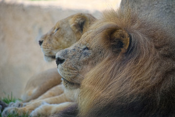 Couple of lions are relaxing in shadow. Selective focus.