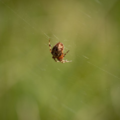 Spider in a beautiful moor in the franches montagnes. Pure outdoor nature love.