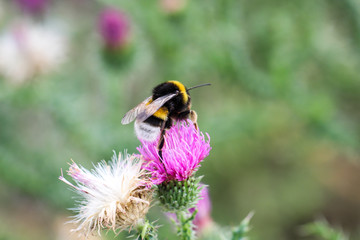 Hummel auf Mariendistel