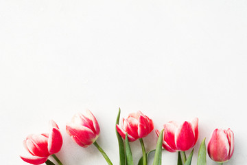 red tulips on white background. flora botany and spring. beautiful flower bouquet on mothers or womens day. free space concept.