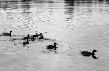Ducks on the water.