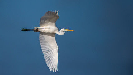 Great Egret's flight