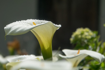 White flower of Zantedeschia aethiopica (Calla Lily)