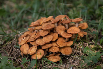 Honey Mushrooms Growing in Grass
