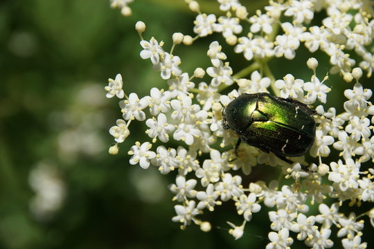 Rosenk&auml;fer