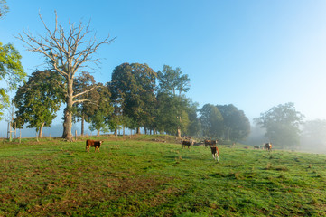 Meadow in morning mist
