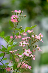 一重咲きのピンクのミニバラ
