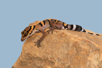 Vietnamese Cave Gecko (Goniurosaurus araneus)/Vietnamese Cave Gecko basking on smooth rock