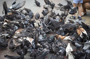 Pigeons flying and walking on the ground in a square.