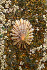 Haftmuschel, Schnecken, Muscheln, Pocken 