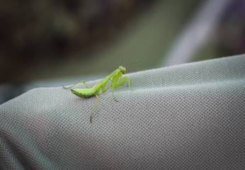 insect Bogomol on the t-shirt man