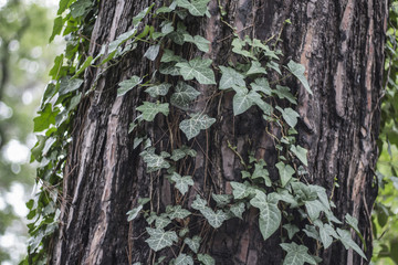 texture of pine bark with wild ivy