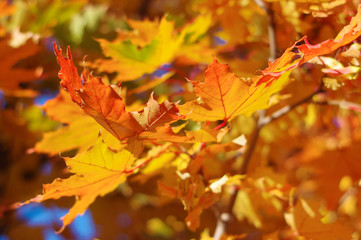 Naklejka na ściany i meble Autumn maple leaves with background blur