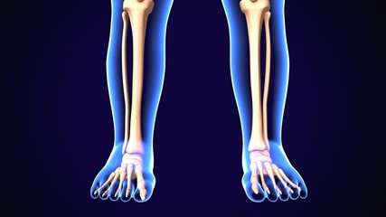 3d illustration of human baby Skeleton Legs Stock Photo anatomy
