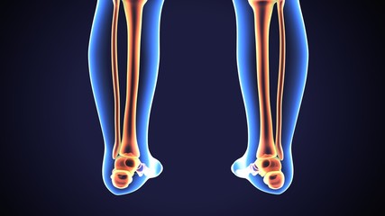 3D Illustration of Human baby Skeleton Tibia and Fibula Bones
