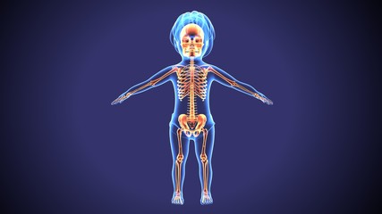 3d illustration of baby skeleton anatomy
