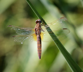 Libelle an einer Pflanze 