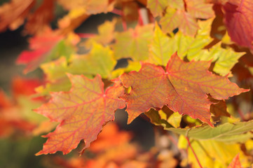 Naklejka na ściany i meble Autumn maple leaves with background blur