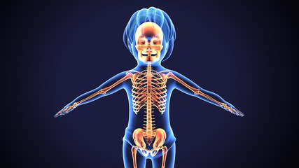 3d illustration of human body skeleton anatomy
